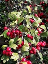 Photography of Crataegus hawthorn,ÃÂ quickthorn,ÃÂ thornapple,May-tree,ÃÂ whitethorn orÃÂ hawberry